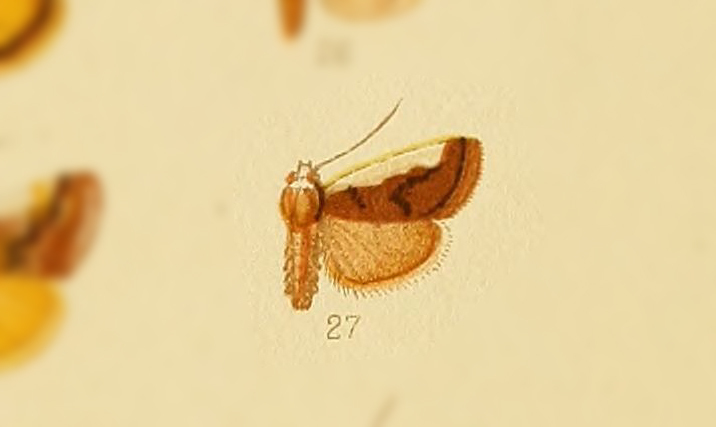 Emmelia binominata