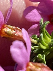 Androsace ochotensis