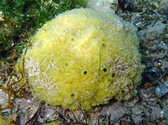 Halichondria bowerbanki