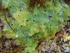 Halichondria bowerbanki