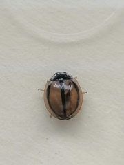 Cheilomenes propinqua