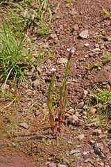 Epilobium lactiflorum
