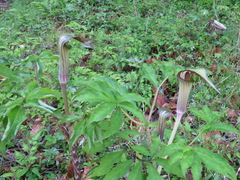 Arisaema serratum