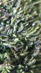 Brachythecium laetum