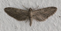 Eupithecia unedonata