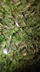 Brachythecium laetum