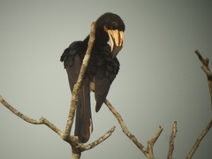 Lophoceros fasciatus