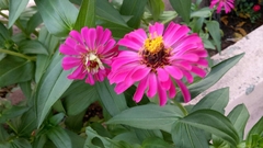 Zinniinae