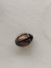 Cheilomenes propinqua