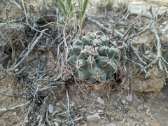 Sclerocactus glaucus