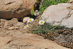 Erigeron eatonii