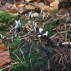 Xylaria hypoxylon