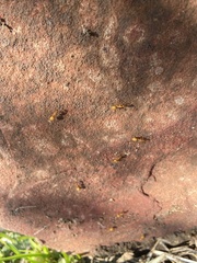 Camponotus festinatus