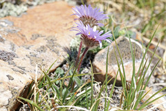 Erigeron grandiflorus