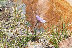 Erigeron grandiflorus