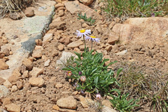 Erigeron leiomerus