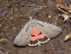 Catocala desiderata