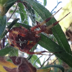 Araneus