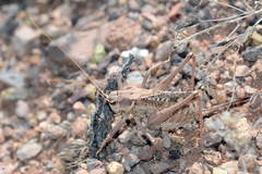 Ceraeocercus fuscipennis