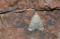 Dysmilichia bicyclica