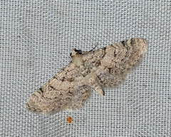 Eupithecia stigmaticata