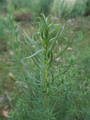 Baccharis coridifolia