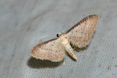 Eupithecia plumbeolata