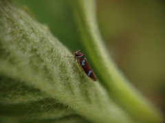 Macugonalia leucomelas