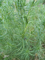 Baccharis coridifolia
