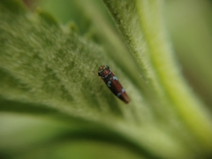 Macugonalia leucomelas