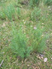 Baccharis coridifolia