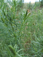 Baccharis coridifolia