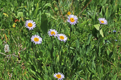 Erigeron glacialis glacialis