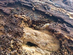 Scolecocampa liburna