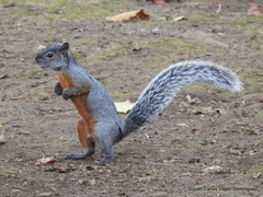 Sciurus aureogaster
