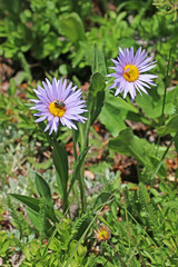 Erigeron glacialis glacialis