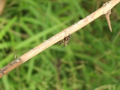 Gasteracantha curvispina