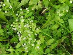 Microbotryum stellariae