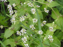 Microbotryum stellariae