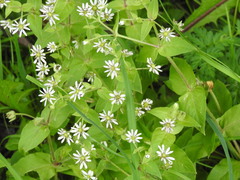 Microbotryum stellariae