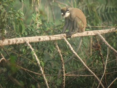 Cercopithecus petaurista