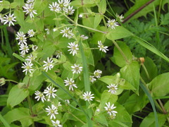 Microbotryum stellariae