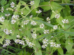 Microbotryum stellariae