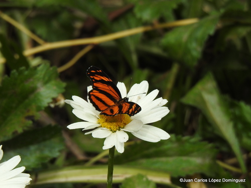 Longwing Crescent