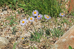Erigeron ursinus