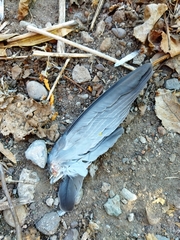 Columba livia domestica