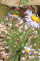 Erigeron ursinus