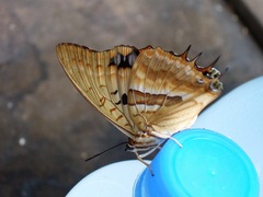Charaxes boueti