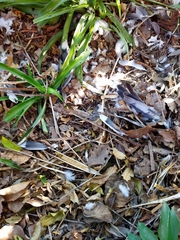 Columba livia domestica