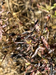 Mecardonia acuminata